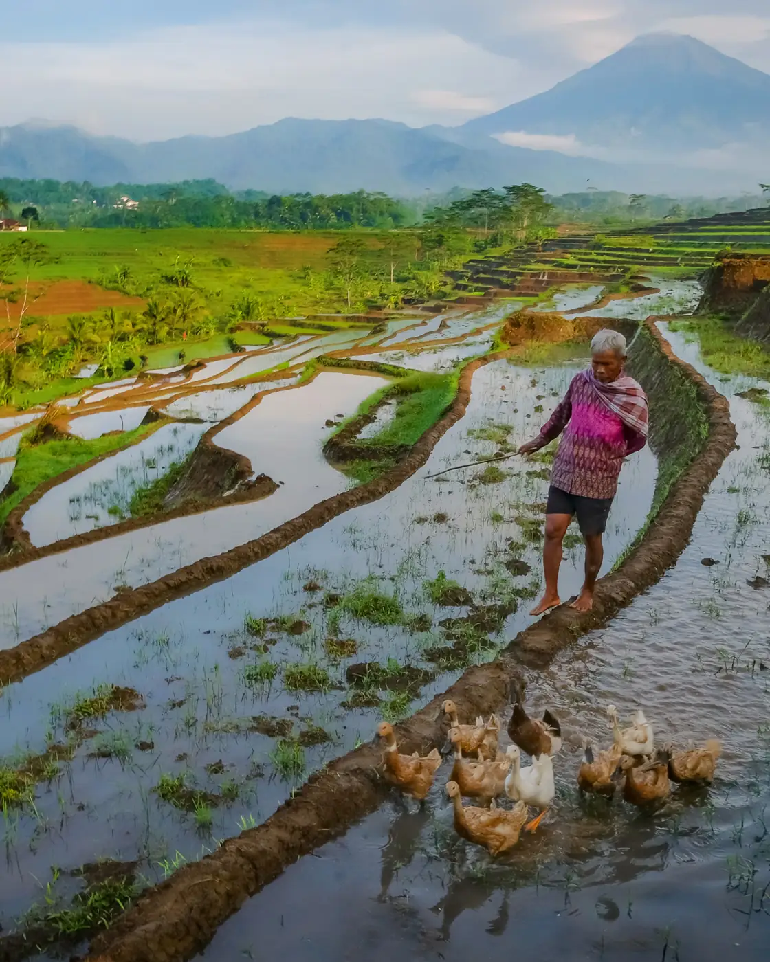 Placeholder: Penggembala bebek melintasi sawah berair