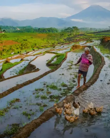 Placeholder: Penggembala bebek melintasi sawah berair