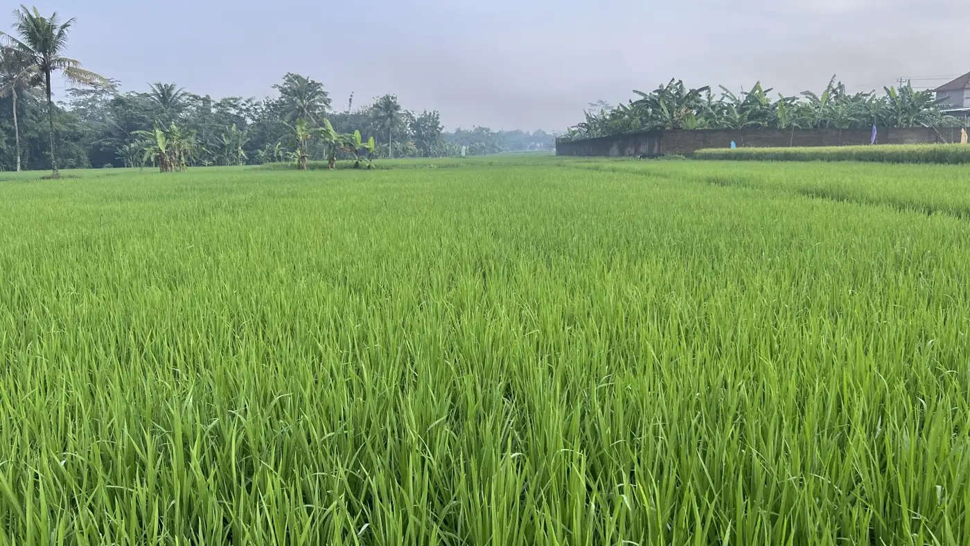 Placeholder: Hamparan sawah muda di Magelang, Jawa Tengah