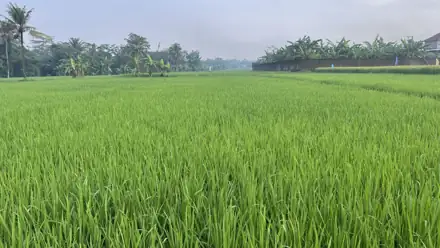 Placeholder: Hamparan sawah muda di Magelang, Jawa Tengah