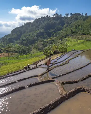 Placeholder: Terasering persawahan Selogriyo pada pagi hari