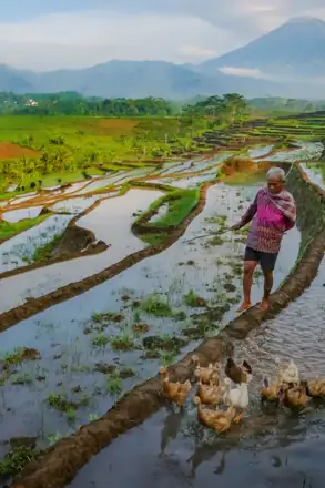 Placeholder: Penggembala bebek melintasi sawah berair
