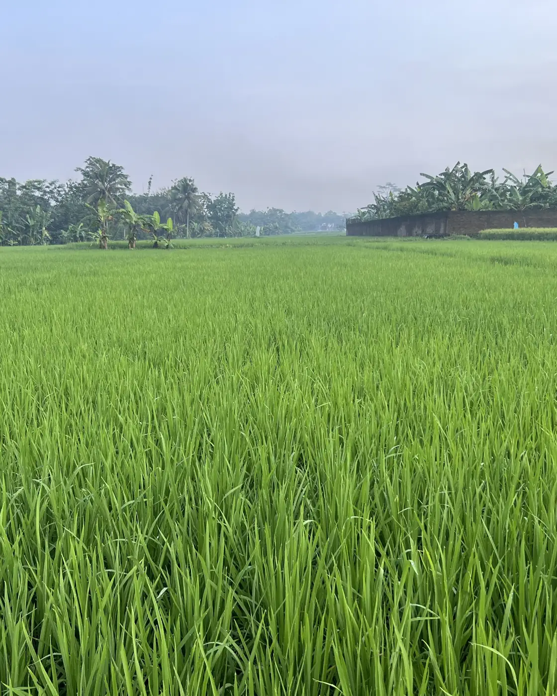 Placeholder: Hamparan sawah muda di Magelang, Jawa Tengah