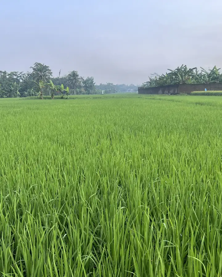Placeholder: Hamparan sawah muda di Magelang, Jawa Tengah