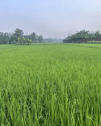 Placeholder: Hamparan sawah muda di Magelang, Jawa Tengah