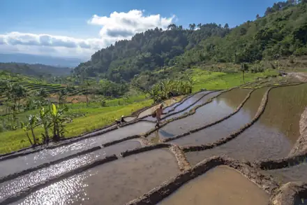 Placeholder: Terasering persawahan Selogriyo pada pagi hari