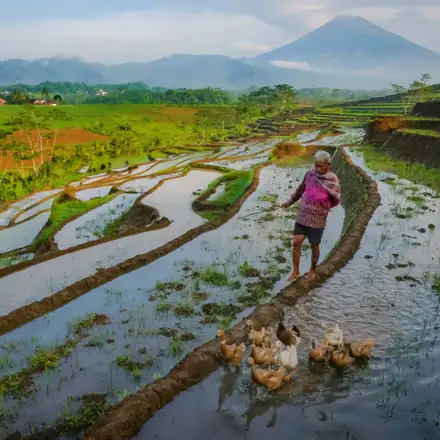 Placeholder: Penggembala bebek melintasi sawah berair