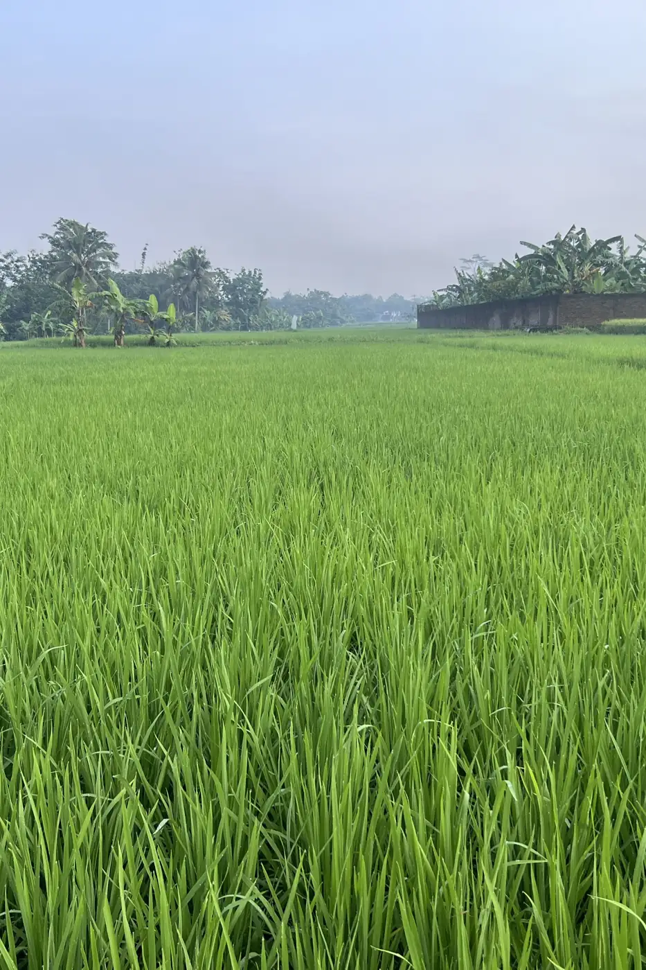 Placeholder: Hamparan sawah muda di Magelang, Jawa Tengah