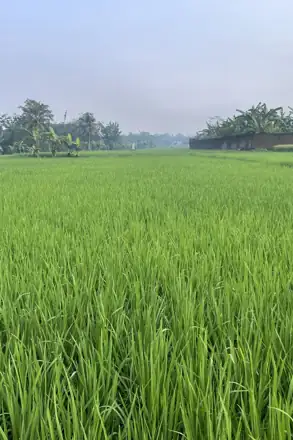 Placeholder: Hamparan sawah muda di Magelang, Jawa Tengah